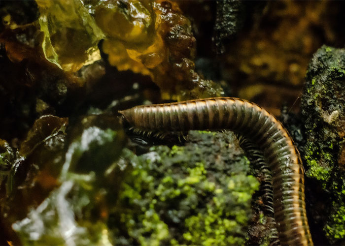 27. one has found a centipede with exactly 100 legs, because all centipedes discovered have an odd number of pairs of legs they have found centipedes with 98(49 pairs) and 102(51 pairs) but never exactly 100. 