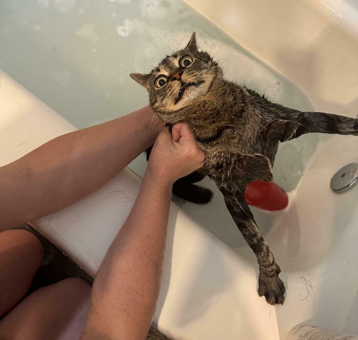 Cat watching pet sitter on first visit, dog refuses first walk, tantrum indoors