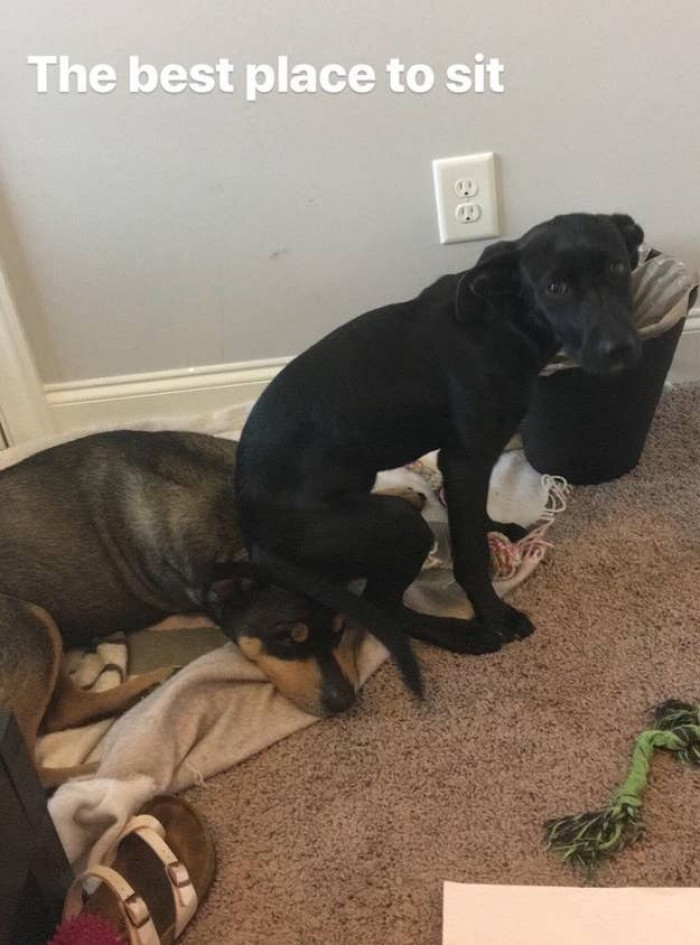 They also show their love for their fellow dogs in many different ways.