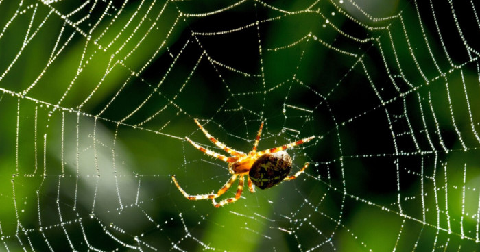 Spider Facts About Anatomy and Silk