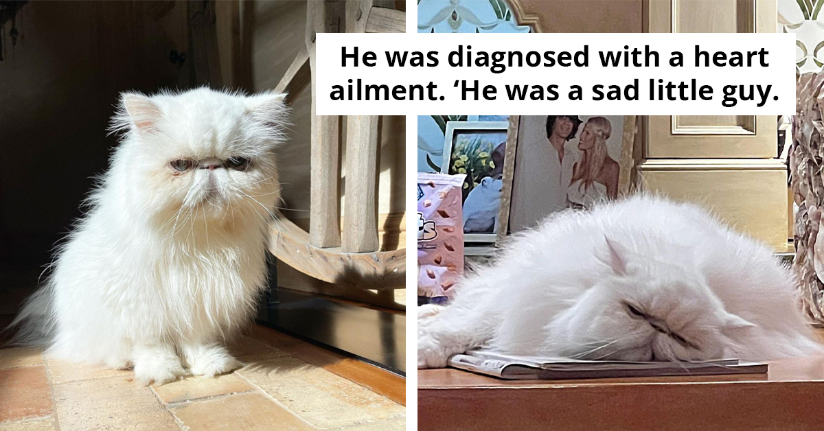 The Impact Of The Magical Story Of Yoda, The Persian Cat Lives On Even After His Demise
