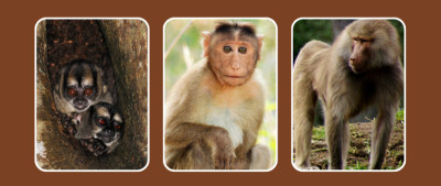 19 Types of Monkeys With Pictures and Clear Differences