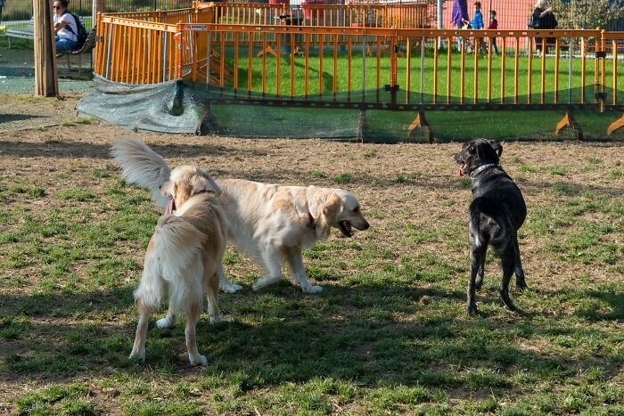 20. Some dogs tend to be very territorial and aggressive towards other dogs, which puts you at risk of legal trouble if they attack.