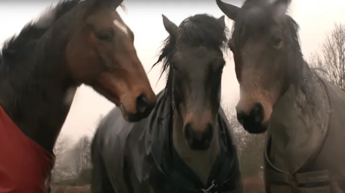 A woman was about to reunite three horses who had been friends since they were foals