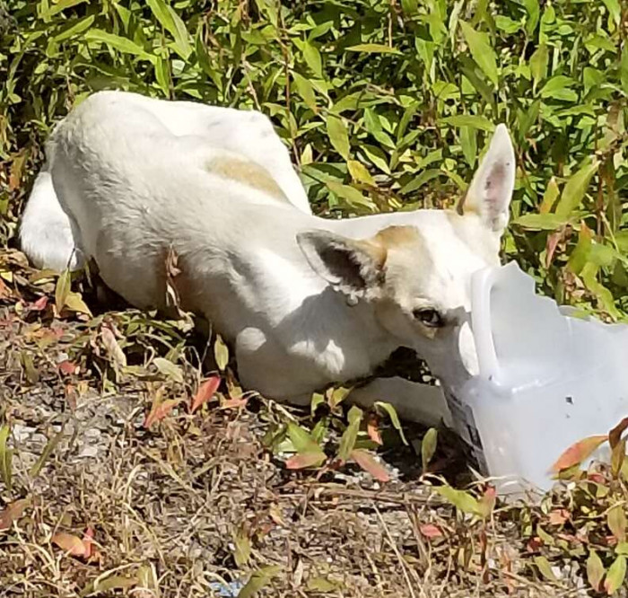 “About a mile up the road, this little dog's head popped up on the side of the road”