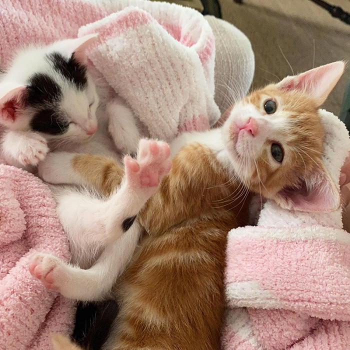 Chudo has formed a special bond with a kitten named Pua, who was found at a gas station.