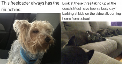 Dog Owners Are Being Savage On Twitter By Sharing And Roasting Their Pets And Their Worst Habits