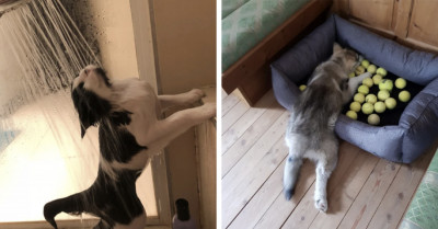 15+ Pets Who Have Fully Embraced Their Odd Personalities