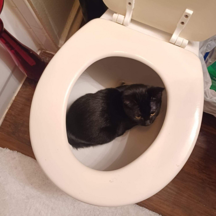 12. "I think there's something wrong with my cat."