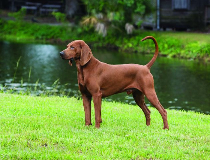 9. Redbone Coonhound