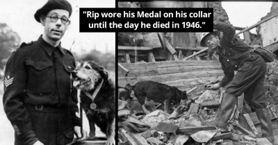 Rip, A WW2 S&R Dog, Was Awarded The Dickin Medal For Bravery For Saving More Than 100 People