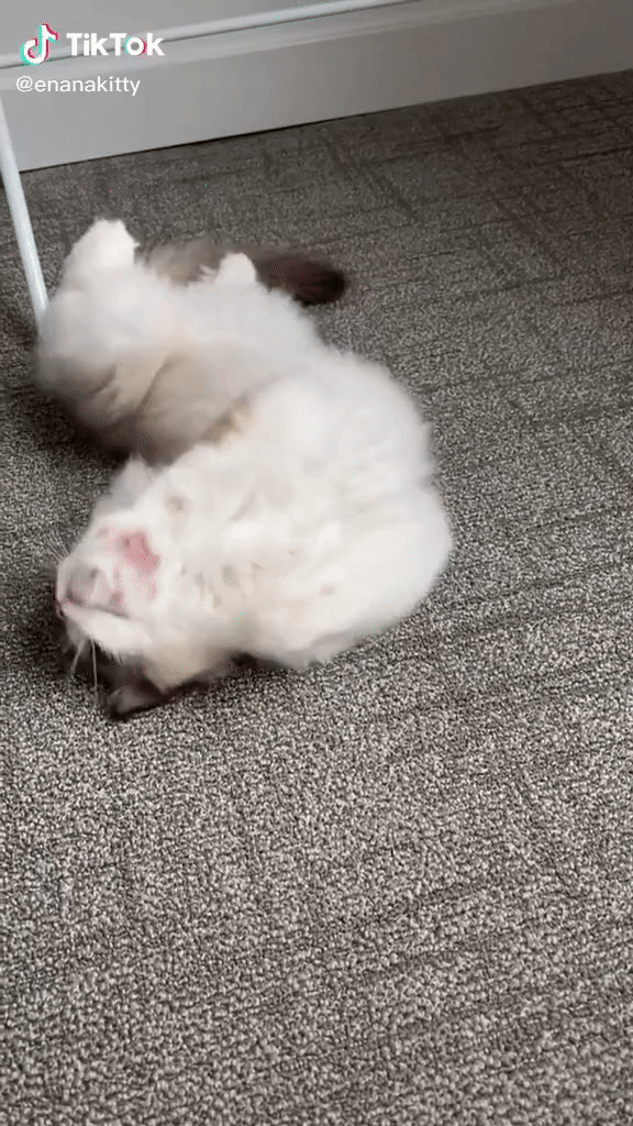 Ena demonstrates how she stretches out while looking perfectly sweet as she yawns in 4K!