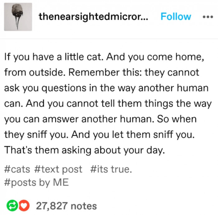 1. How cats ask you about your day...