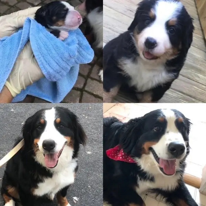 1. Sedona has been with her owner since birth. Now, she's 90 pounds.