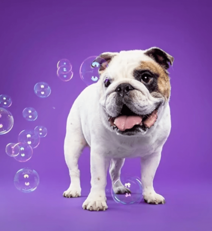 3. "Who's a good boy? Is it me?"