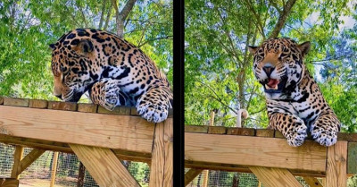 Cutest Photos of Big Cats Acting Adorably Similar To Our Beloved Pet House Cats