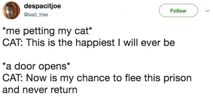 3. Cat logic: