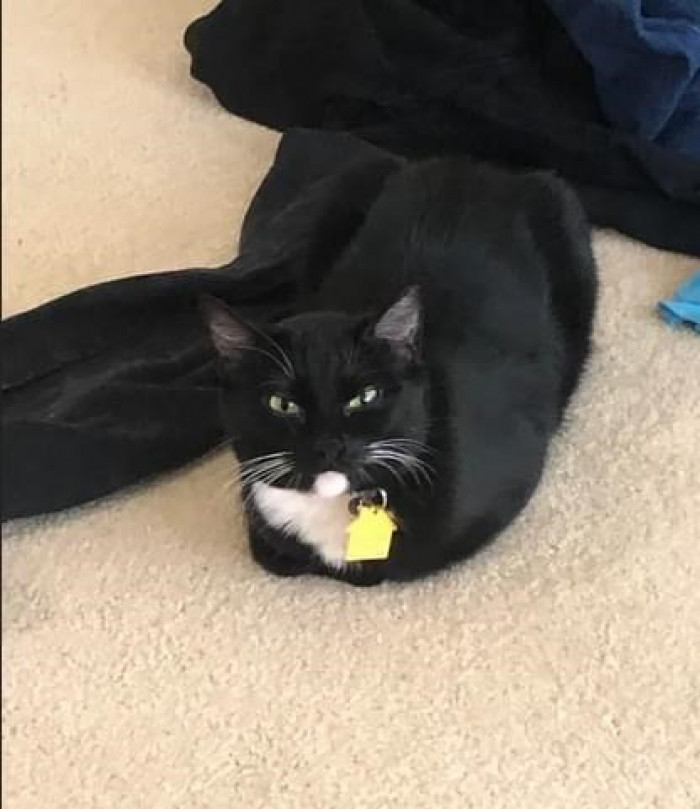 14. Don't you just love this cute, comfy kitty?