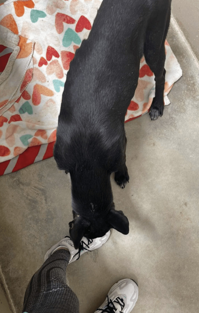 10. "My sweet baby, Denver (GSD, Australian Cattle Dog, and Black Lab)—I brought him home in January of this year, skinny and hungry."