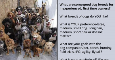 10 Detailed Answers About Good Dog Breeds That Are Best Suited For Inexperienced, First-Time Owners