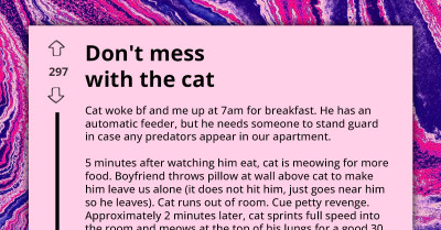 Cat Ensures Sleepless Morning Following Pillow-Throwing Incident