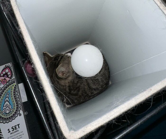 33. "Lost My Brand New Kitten For Over An Hour. After Literally Tearing My Room Apart, I Found Her Inside My Lamp, Passed Out The Whole Time"