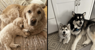 These 30 Pictures Of Doggos Saying Herro Will Make Your Heart Go Aww