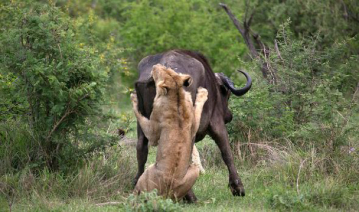 The lion had already sunk its teeth into the poor buffalo after having had silently been stalking the buffalo