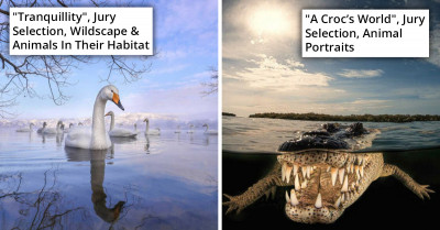 These 29 Photos Displaying The Resilience Of Wildlife Has Won In The 2022 "inFocus" Nature and Wildlife Photography Competition