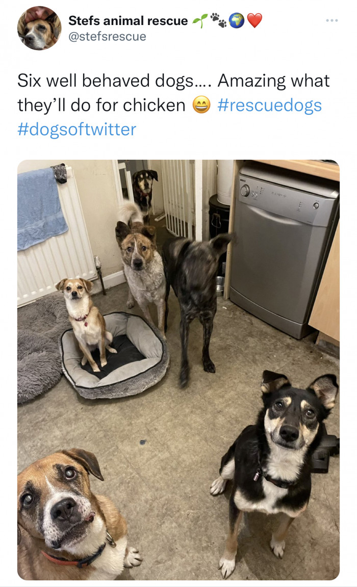 18. Their love for chicken is too strong.