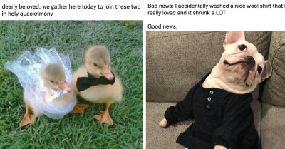 Pet Parents That Went The Extra Mile To Give Their Fur Babies The Best Of The Best