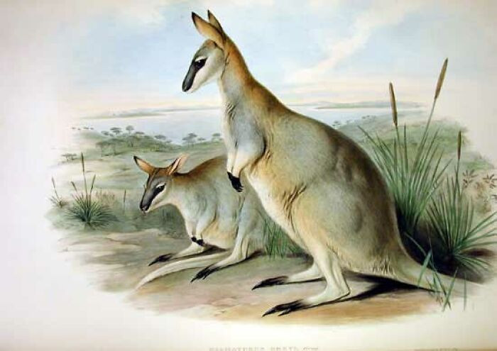 Toolache Wallaby - Extinct Around 1939