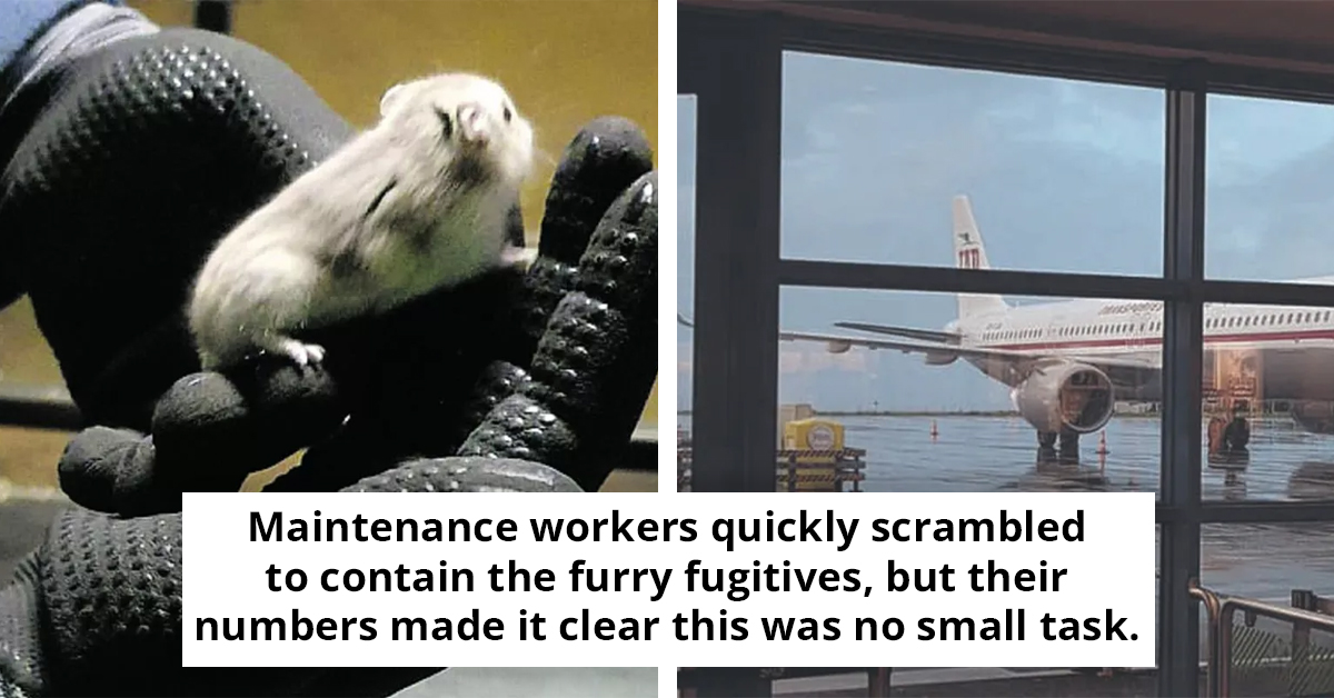 Furry Fugitives Ground Plane As Crew Races To Capture 130 Escapees
