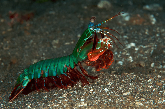 9. A mantis shrimp has awesome colors