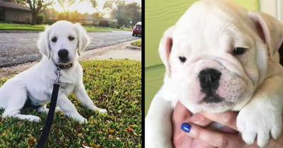 21 Photos Of Dogs That Are So Heartwarming They Will Have You Bursting With Joy