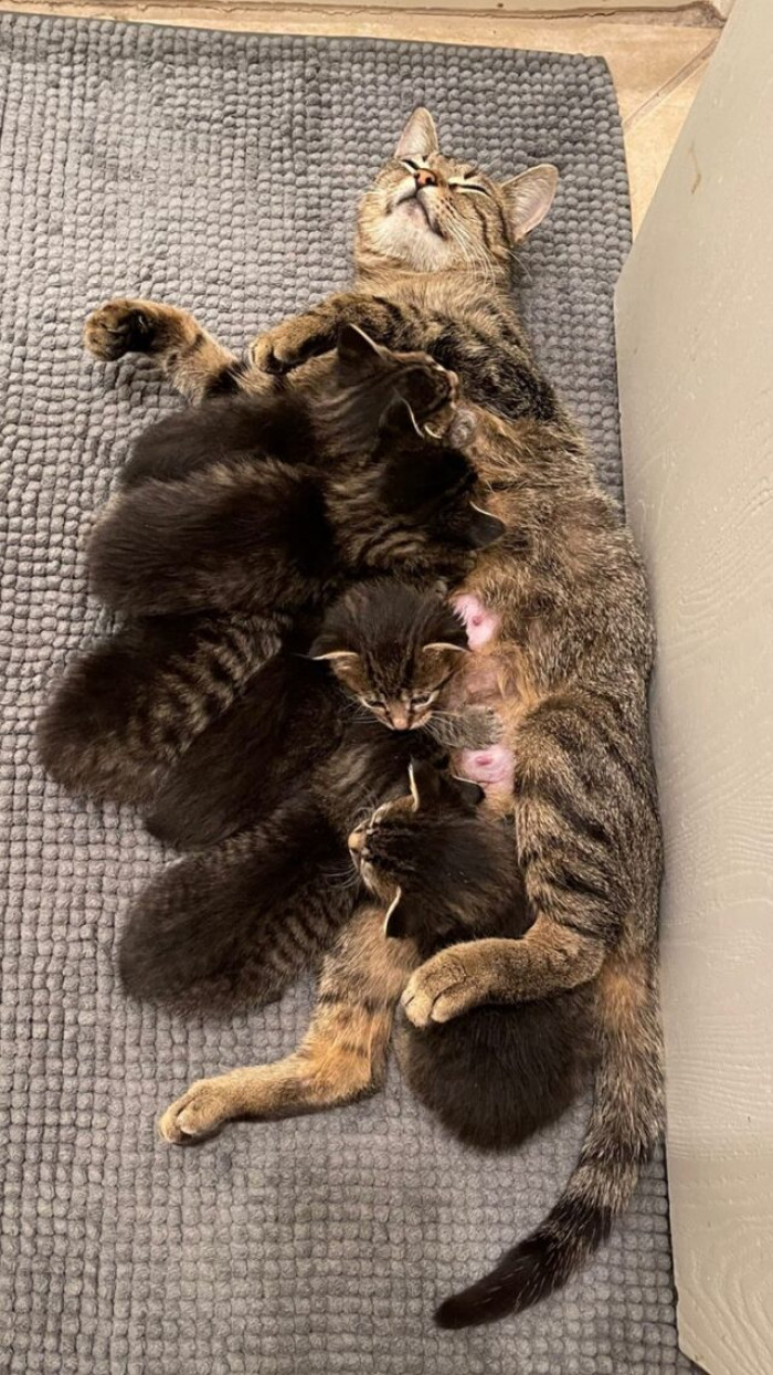 Waiting to find their forever homes