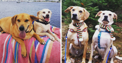 Inseparable Brother Dogs Convince Their New Human To Adopt Them Together After Showcasing Their Unbreakable Bond