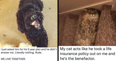 Here Is A Handful Of The Funniest Tweets Put Out About People's Pet Dogs And Pet Cats