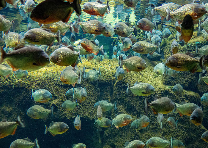 27. Piranhas