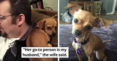 Adorable Little Puppy Makes Sure That Her Mom Knows Dad Is Hers And Only Hers