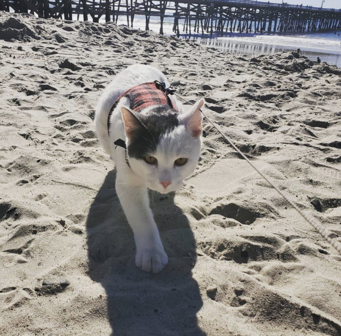 Besides Driving, Louie Also Enjoys Going to the Beach.