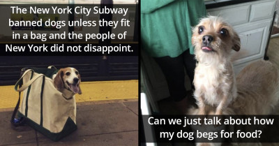 12 Hilarious Puppers Who Don't Care One Bit About Human Rules
