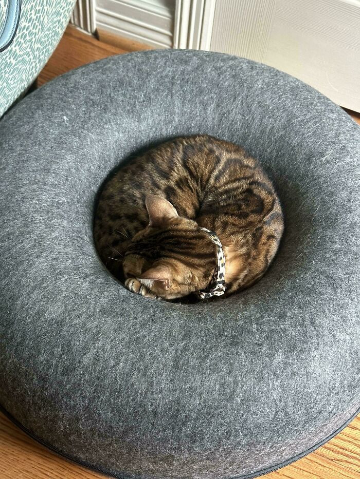 "Cat Head Changes Placement If You Look Above It"