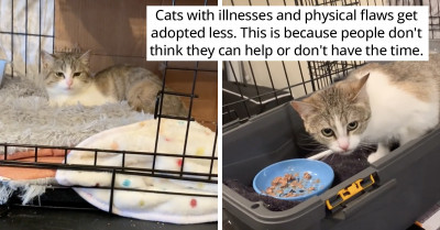 Woman Rescues And Rehabilitates A Cat That Was Hit By A Car