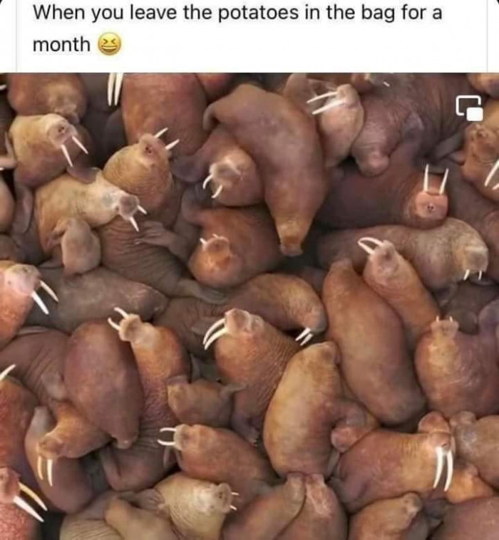 Walruses look like old potatoes, not terrifying killers