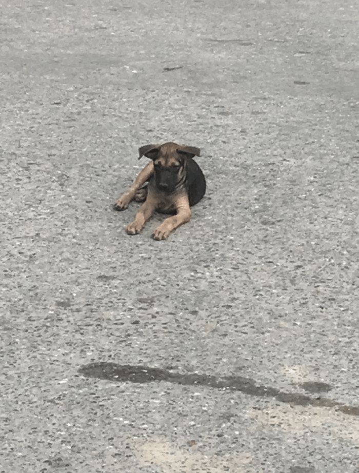 7. "My Myanmar Village Dog before and after adoption"