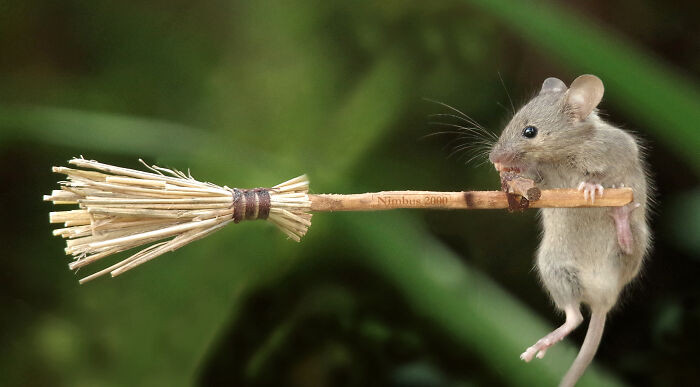 18. A Broomstick-Riding Mouse