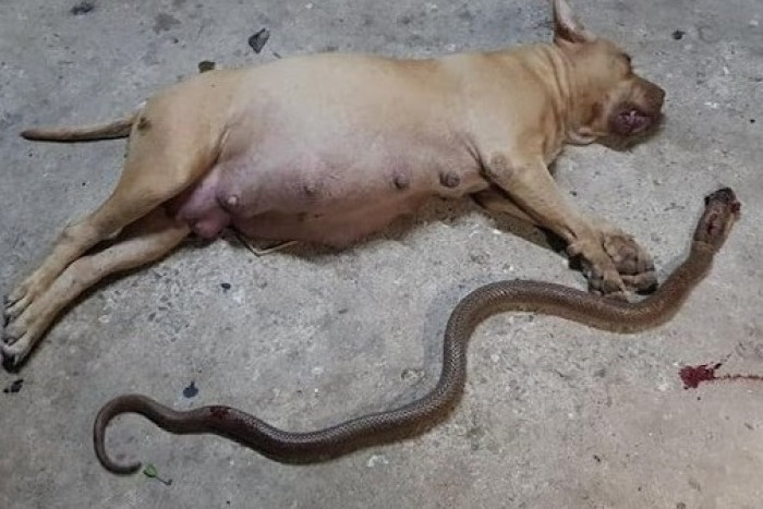 She Fearlessly Engaged One of the Deadliest Snakes in the World While Nearing the End of Its Pregnancy