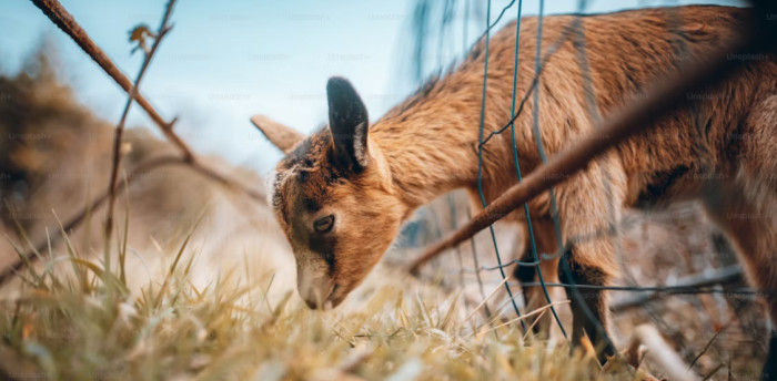Small Goats