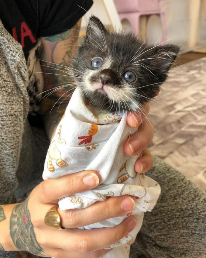 Chickpea had a respiratory infection and a congenital medical condition